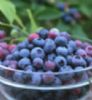 Bilberry Extract